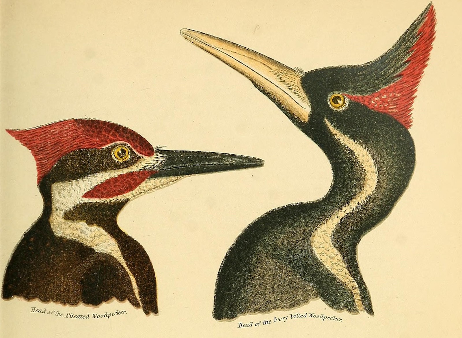 Why The Ivory Billed Woodpecker Is Still Raising Questions 8559