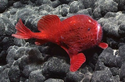 A bright red coffinfish seen nestled among rounded gray rocks made from ancient lava.