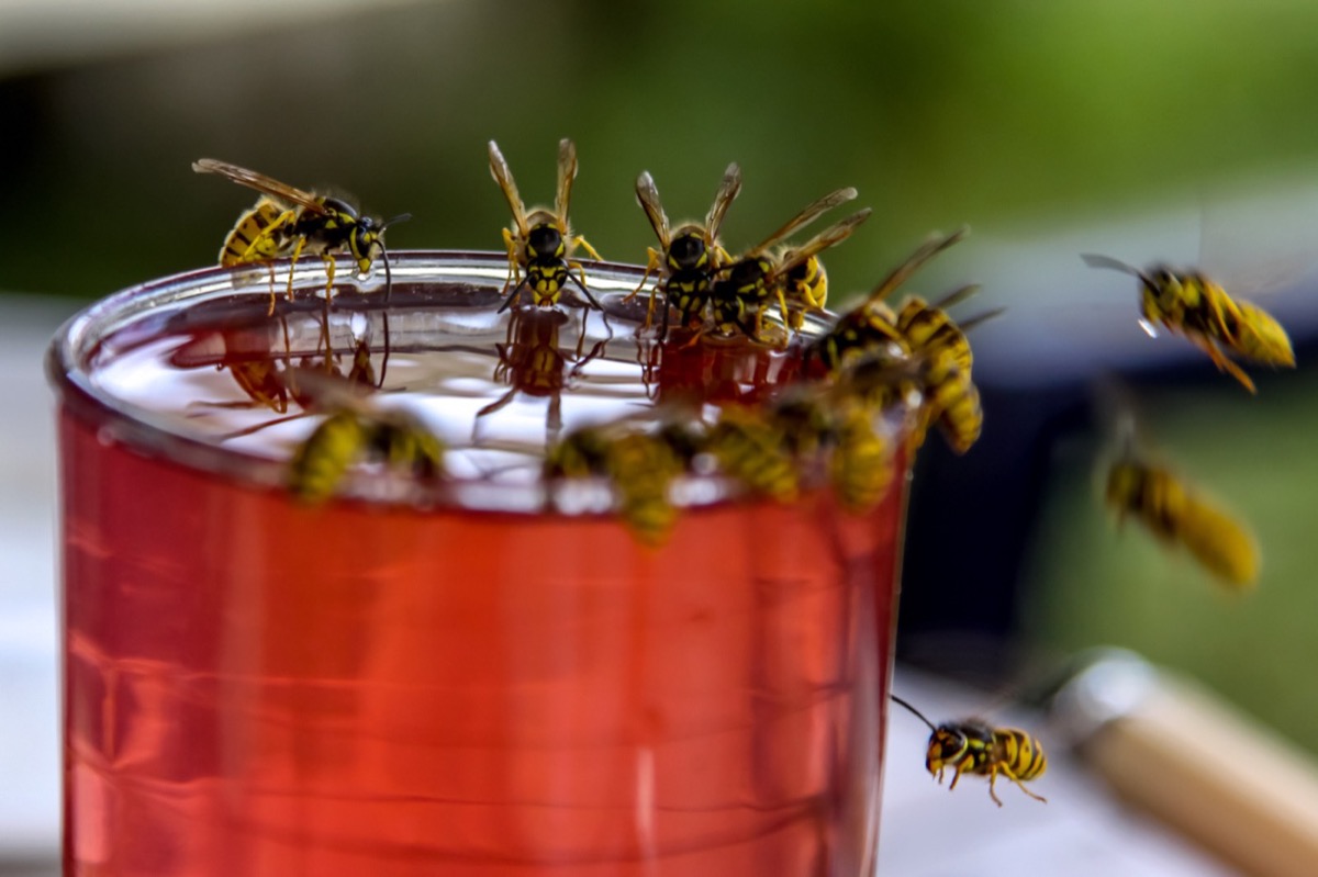 What Foods Do Wasps Love? What Foods Do Wasps Hate?