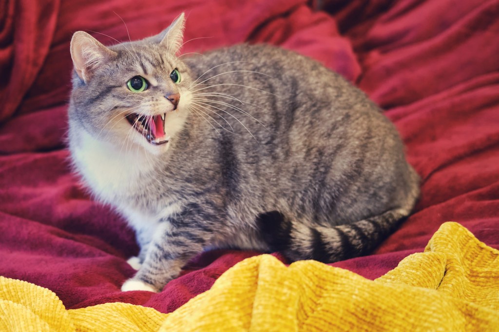 Use Cat Sounds to Show Anger to Cats in 2023