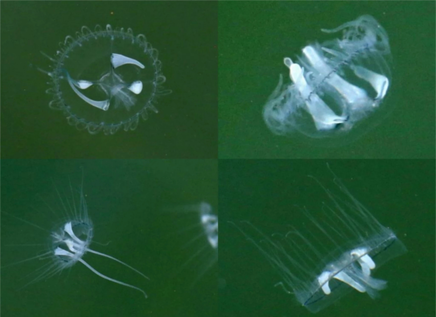 The Mysteries Of The Freshwater Jellyfish Living In Michigan
