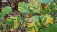 Why Beech Leaf Disease Is Easy To Spot But Tough To Treat