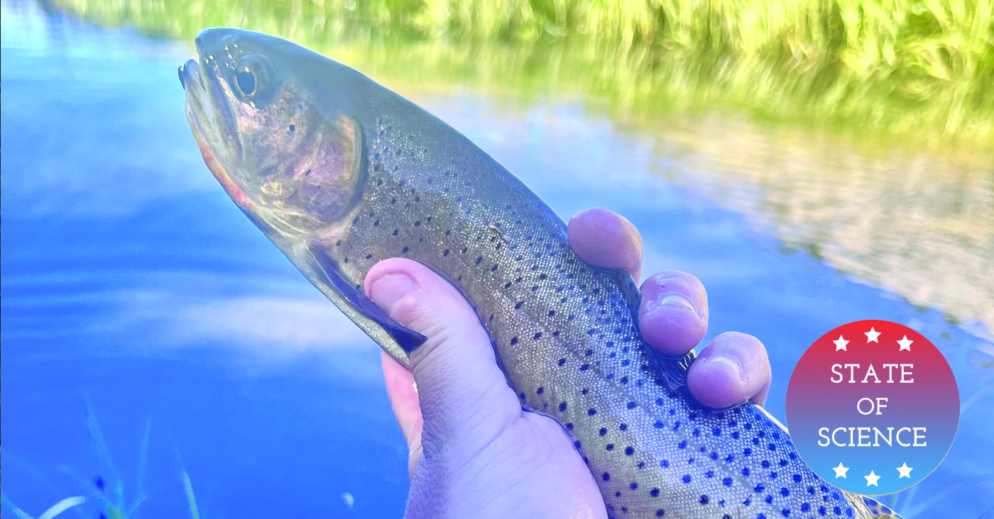 In Wyoming's Mountain Lakes, Stocked Trout Are Evolving Quickly