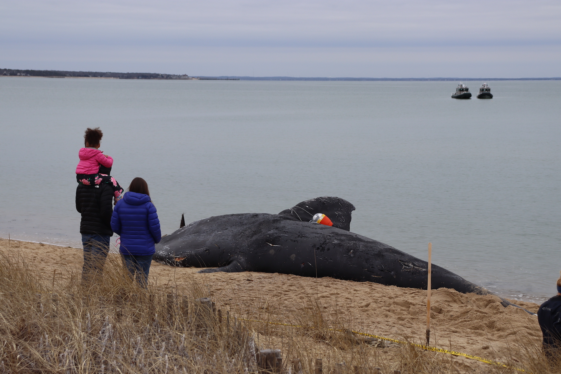 NOAA links rope entangling dead right whale to Maine fishery - The New  Bedford Light