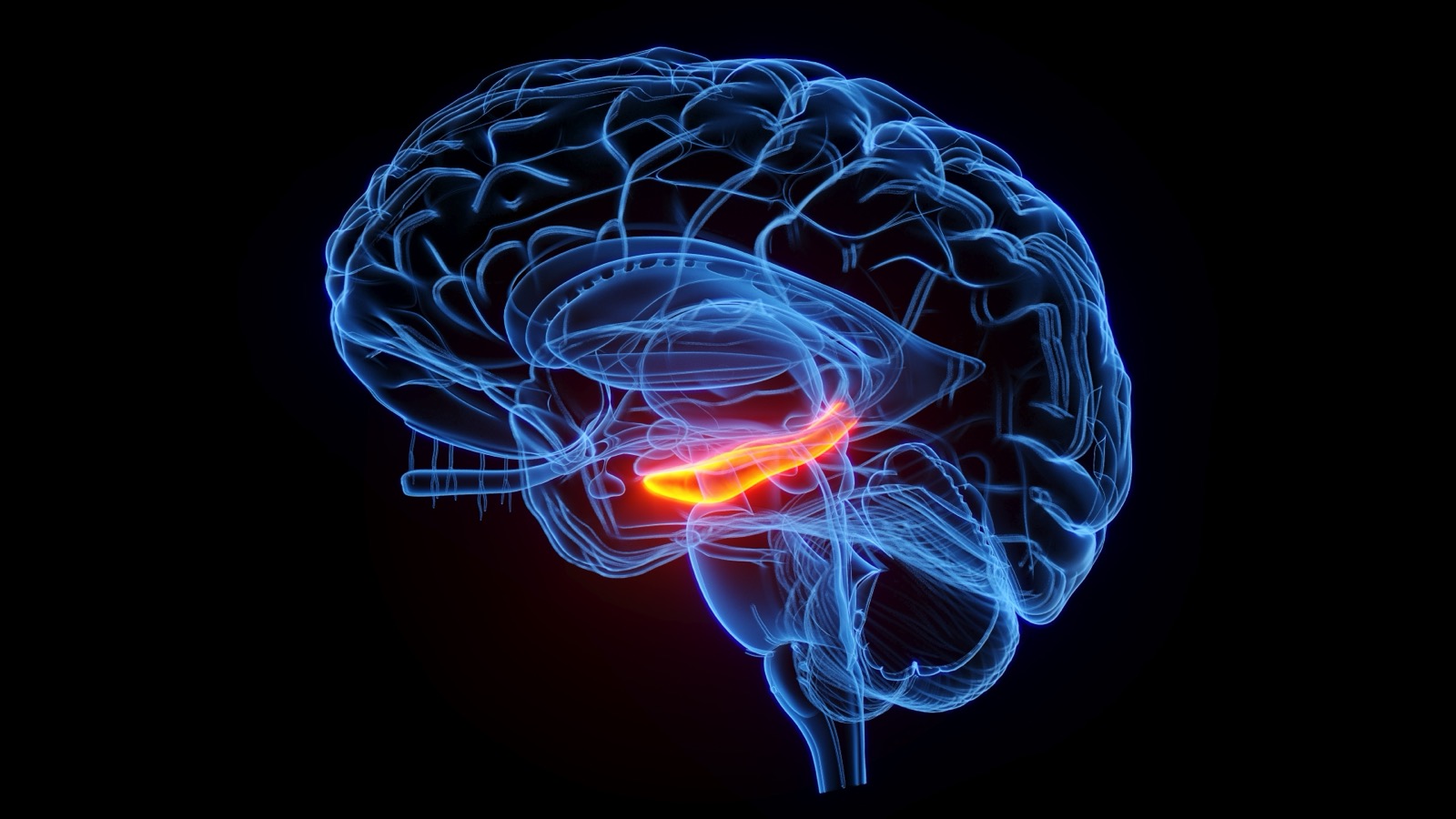 A transparent illustration of a brain with a glowing orange curved structure deep in the center.