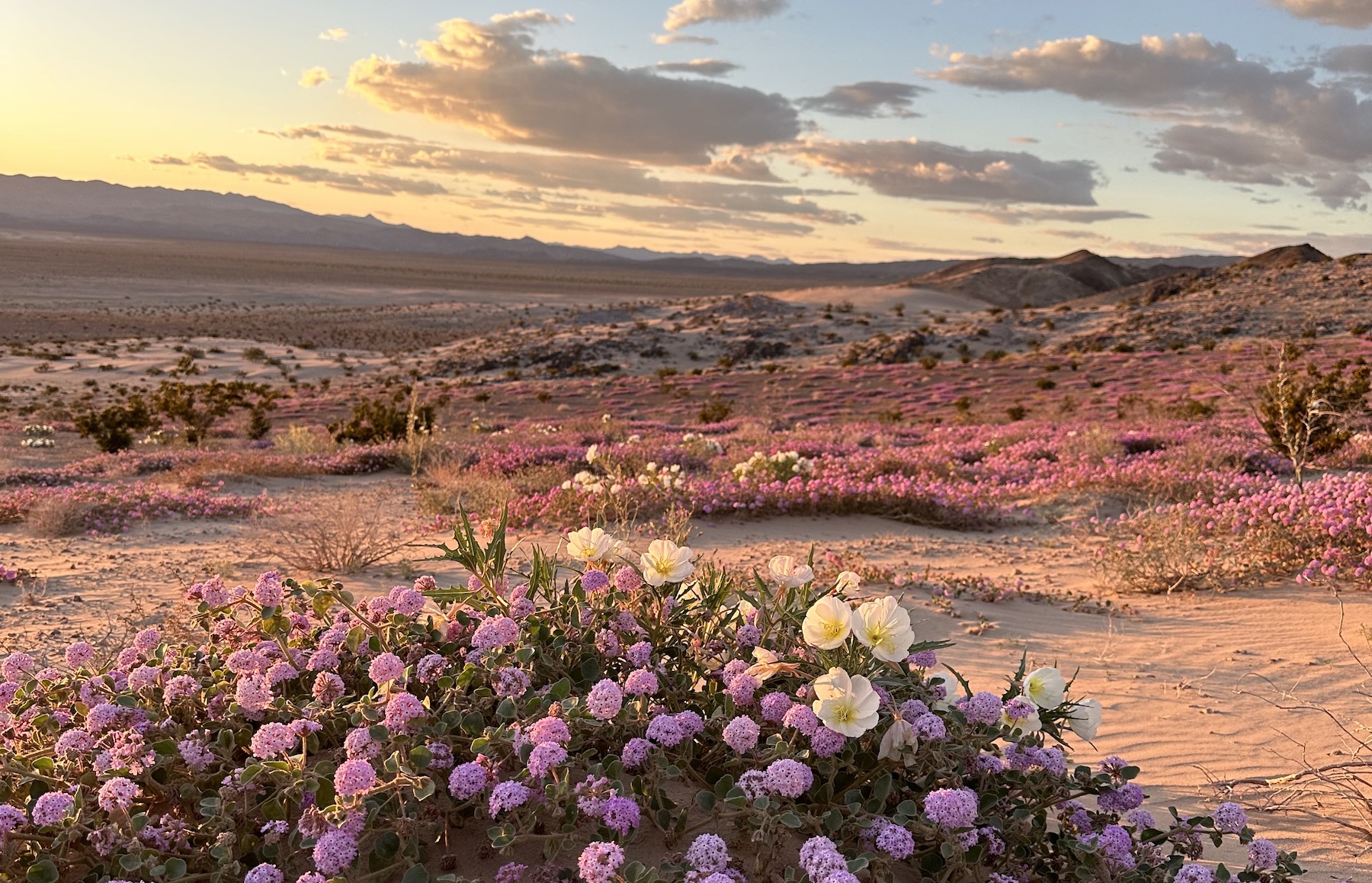 Why There Won’t Be A Superbloom This Year