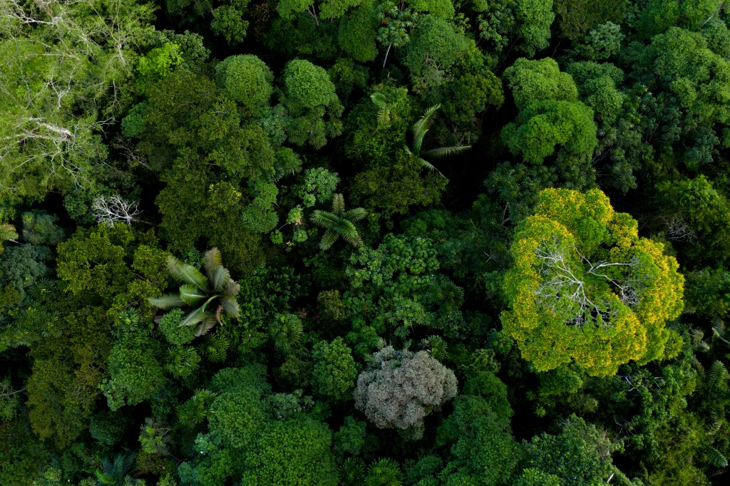 Looking down on a dense tropical canopy of trees of different shapes and shades of green.