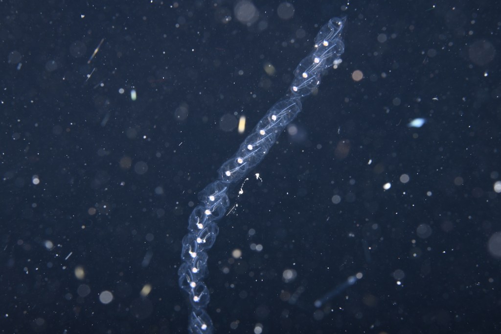 A chain of see through blobs linked close to each other in a twist shape in deep water