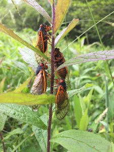 Four cicadas rest on the stem of a shrub.