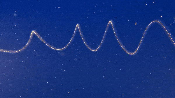 A group of tiny clear organisms linked together, forming a corkscrew shape and twisting through deep blue water in the same motion as a wine opener.