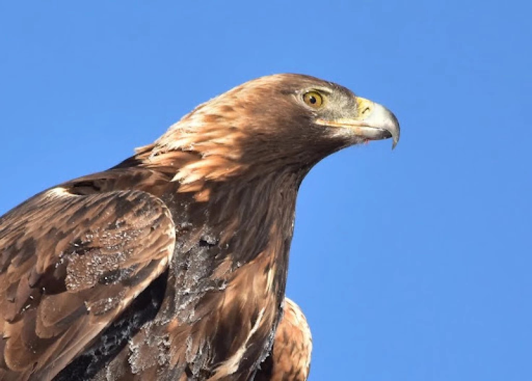 The head of an eagle with blue sky in the background