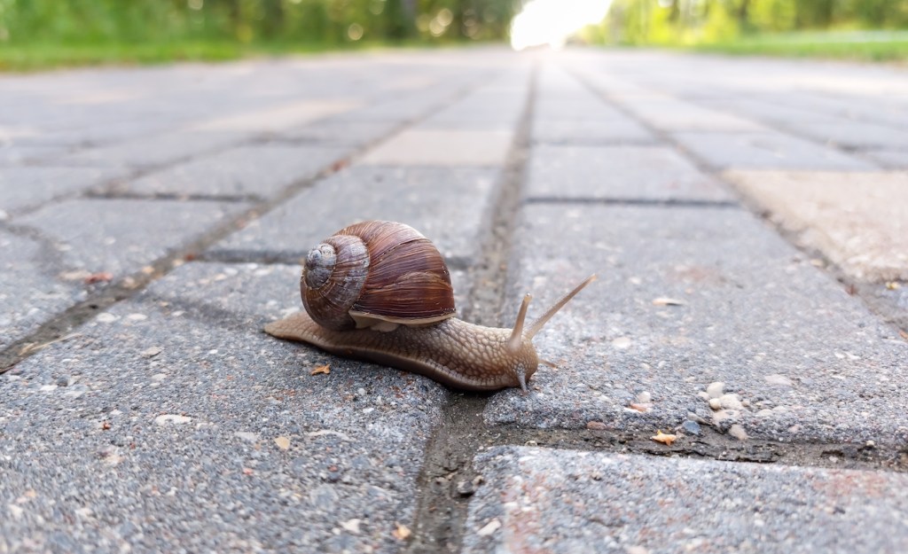 Small Roman snail or Burgundy snail (Helix pomatia) with light brownish shell crawling and crossing a brick pathway in a city in summer