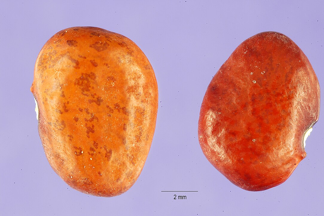 A close-up of two reddish orange beans against a purple background