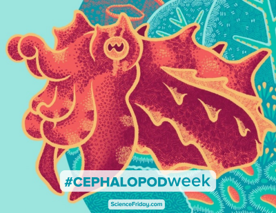 An illustrated cuttlefish in bright orange and red against a stylized teal background. Words read Cephalopod Week.