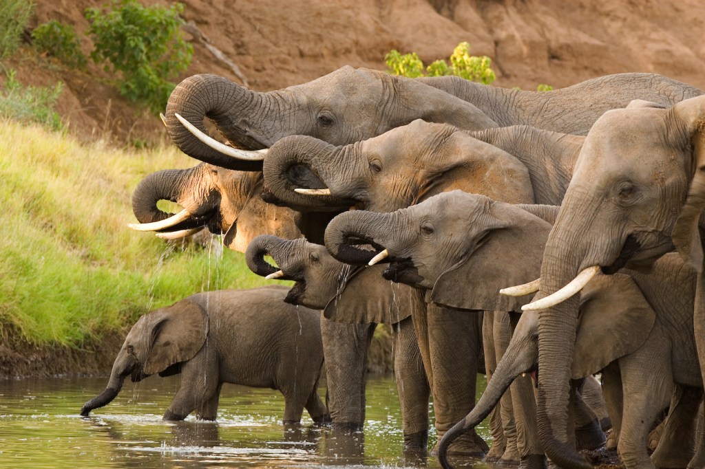 A group of at least 7 elephants drinking water with their trunks.