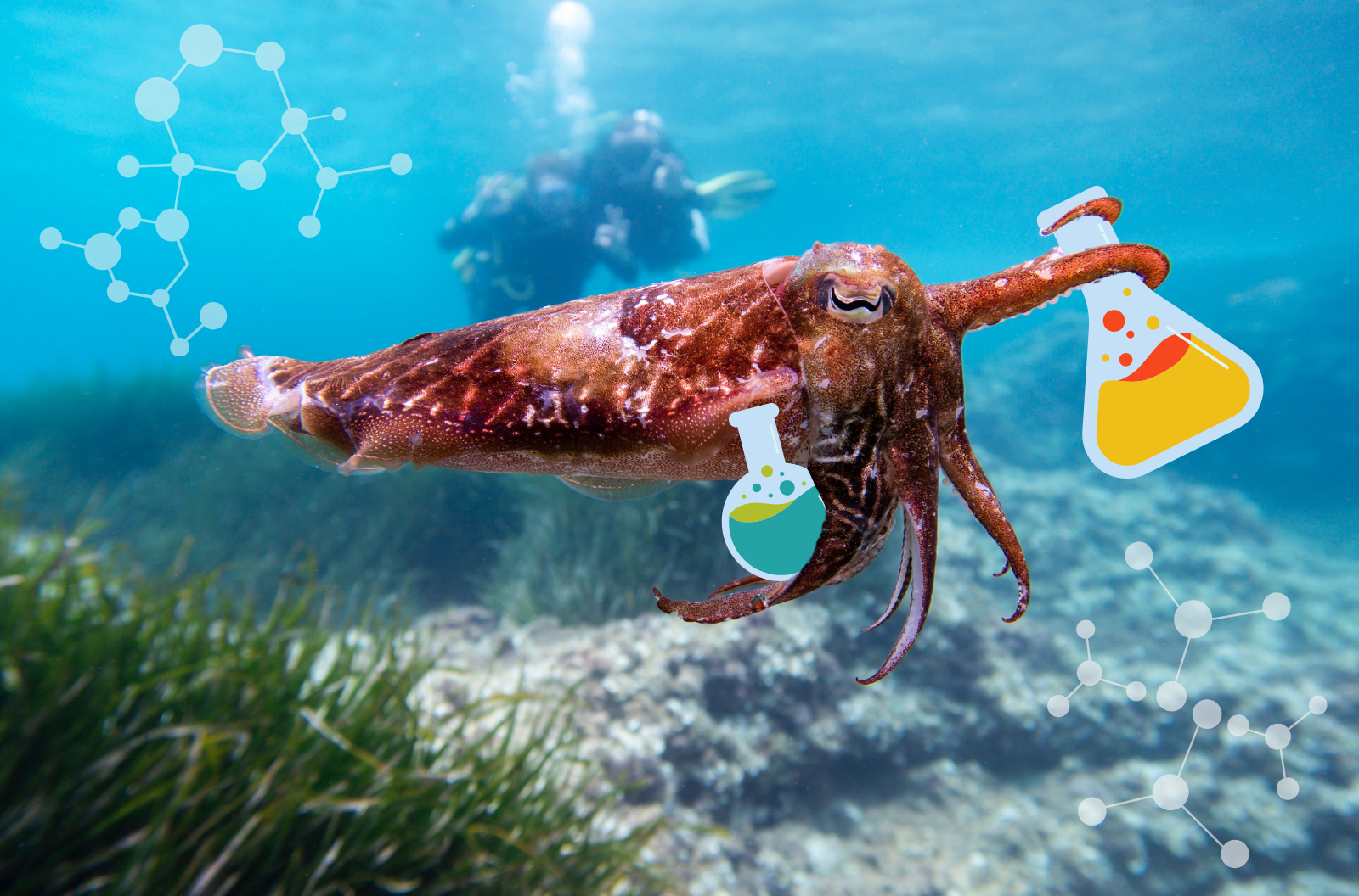 An orange and red cuttlefish swims past divers while holder two flasks with its tentacles.