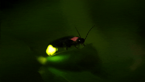 A firefly bug illuminating it's rear repetitively.