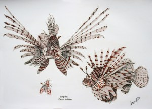 An illustration of lionfish from the front and the side