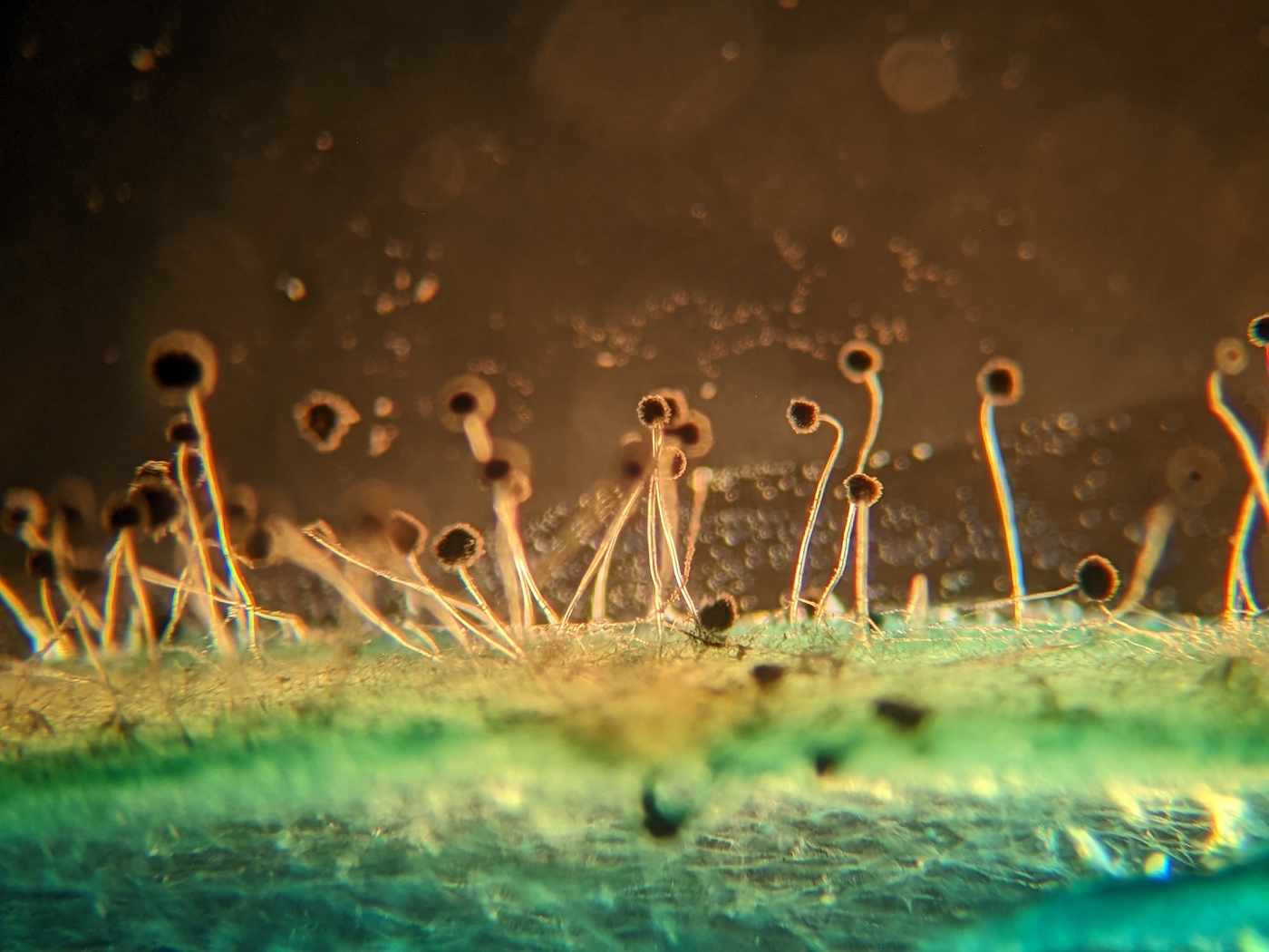 photo of fungi mold mycelium growth and spores under the microscope