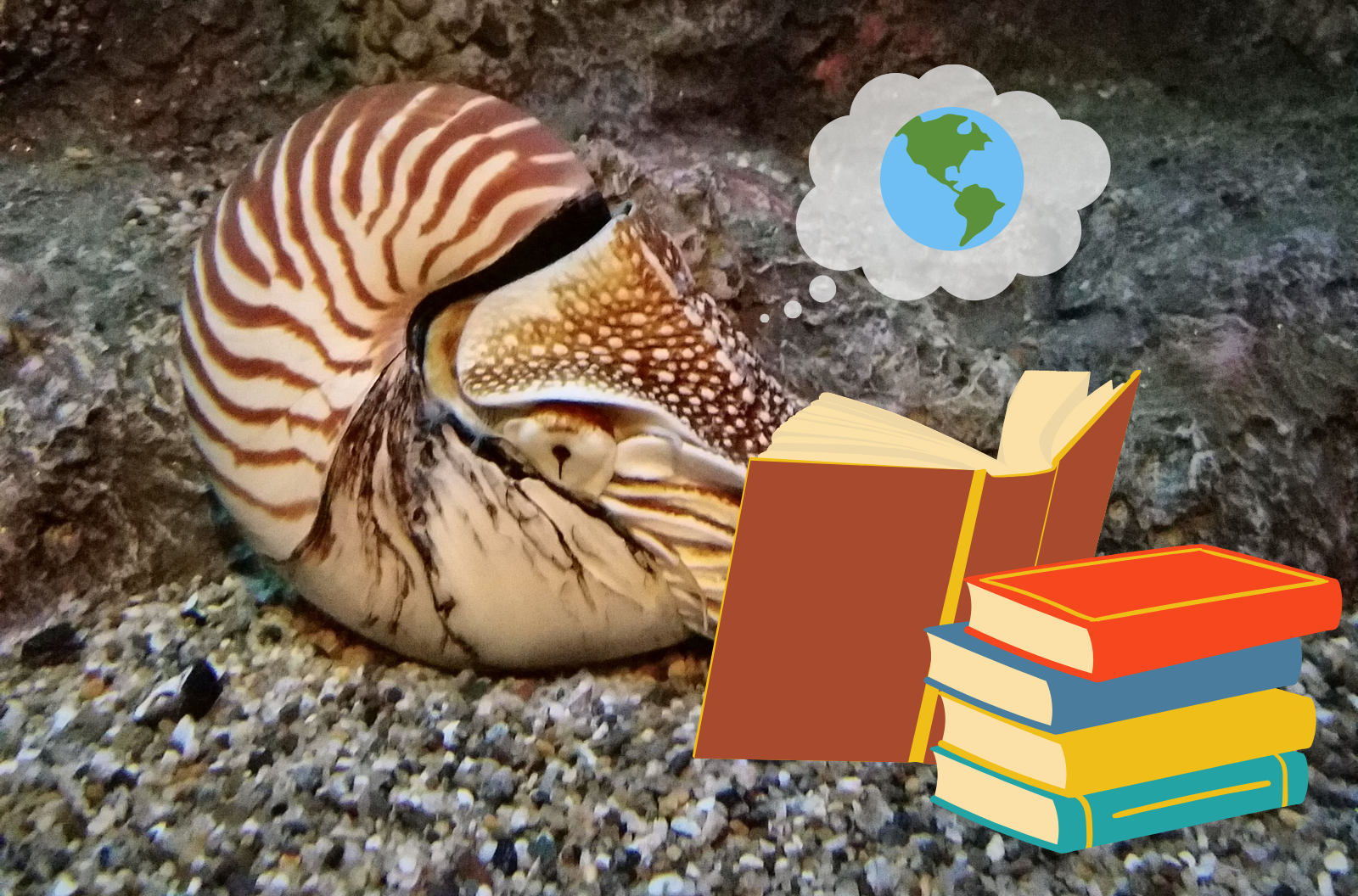 A brown striped nautilus appears to read from a large book leaning against a stack of books.