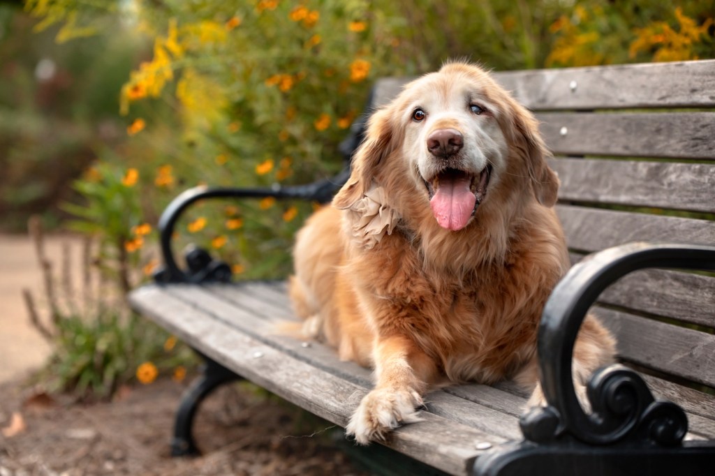 old golden retriever dog sitting on park bench in autumn with floral background