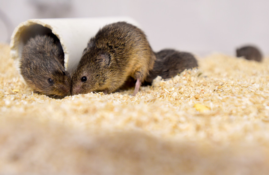 Two prairie voles touching noses