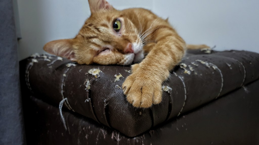 close up orange cat's paw who lying on cat scratched damaged brown leather sofa.