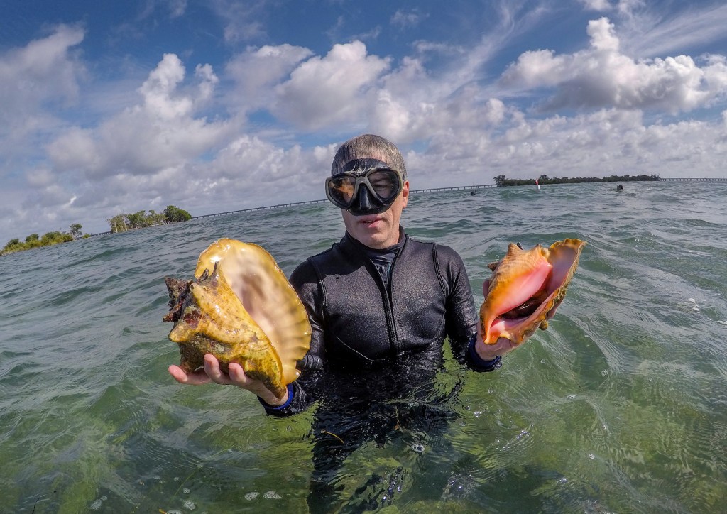 A man in a wet suit standing in the ocean holds a giant conch in each hand