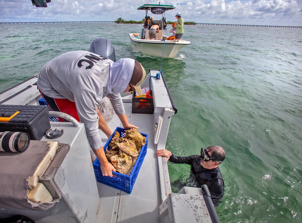 A man in a wet suit and mask standing in the ocean gives a crate full of conchs to someone on a boat.