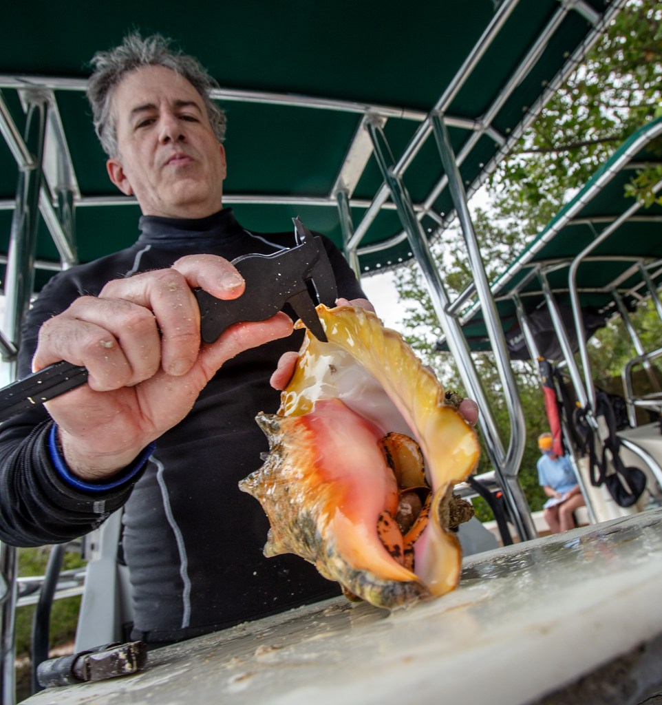 A man holds a measuring tool to the shell of a conch on a boat.