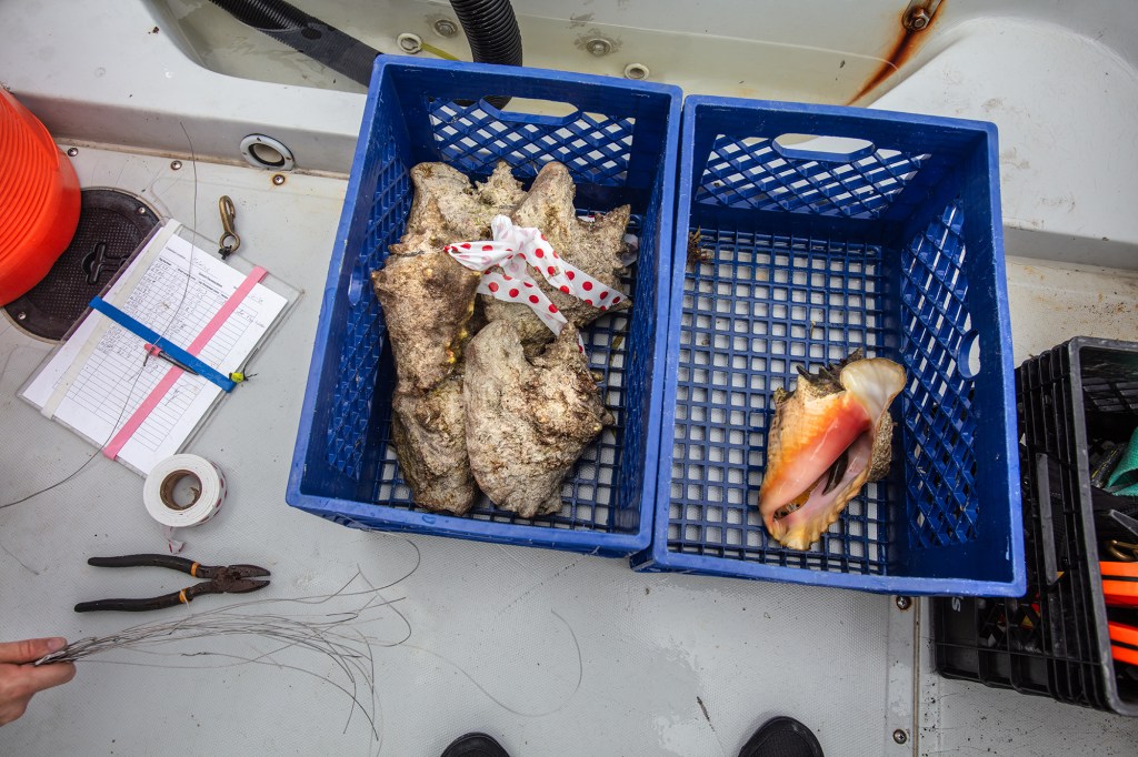 Two crates of conchs, at least 4 in the crate on the left and one on the crate on the right