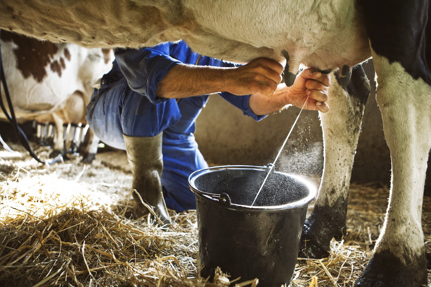 A person's hands milk a cow, milk shoots into a bucket