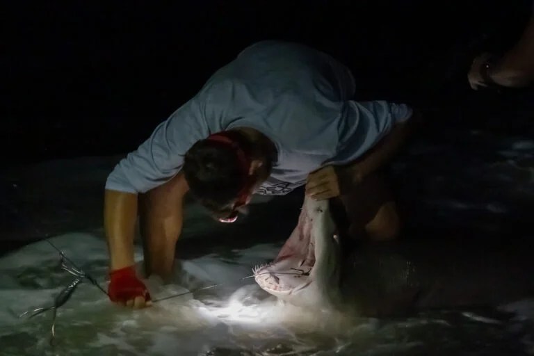 A person wearing a headlamp removing a hook from a shark's mouth, which he is holding open.