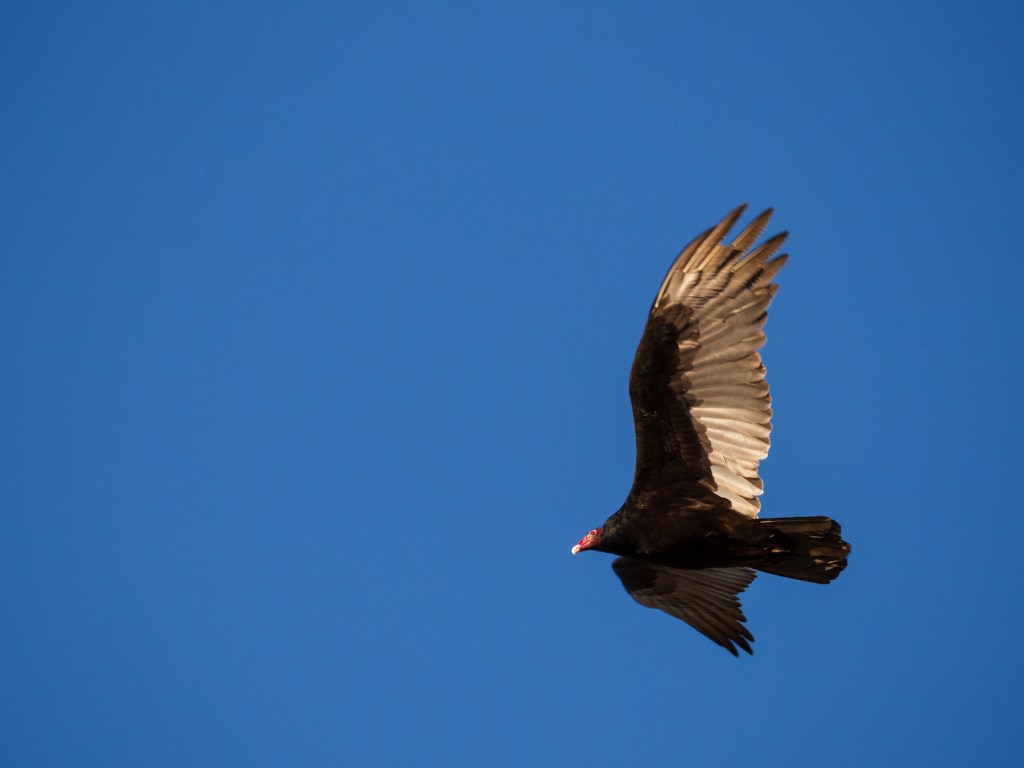 A bird flying with a totally blue sky in the background