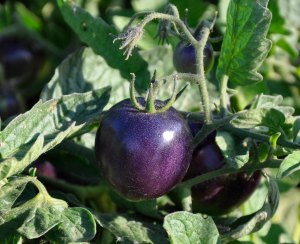 A bright purple tomato growing in the sun.