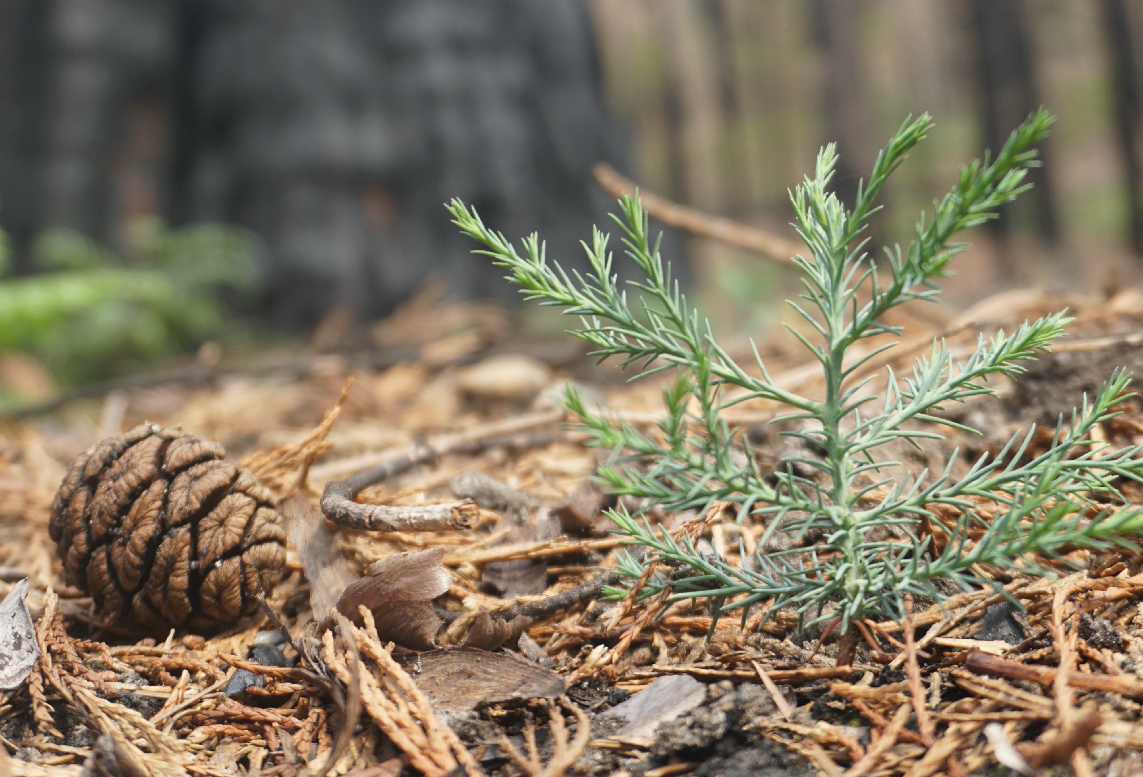 A pinecone on the ground