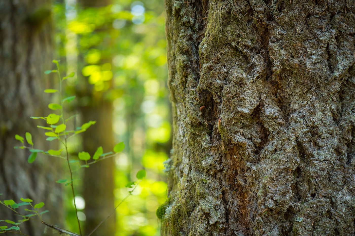 Don’t Just Walk In The Woods—Touch, Smell, and Taste Them, Too