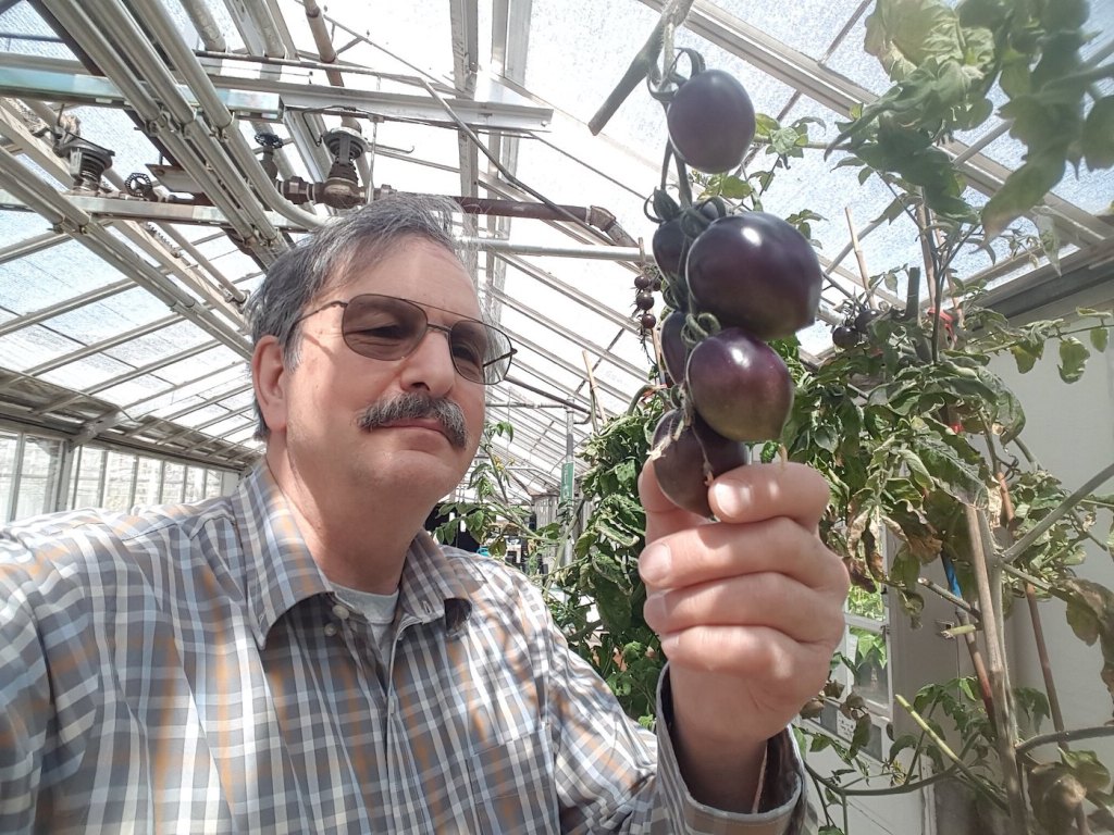 A man wearing aviator sunglasses holds a vine of purple tomatoes.