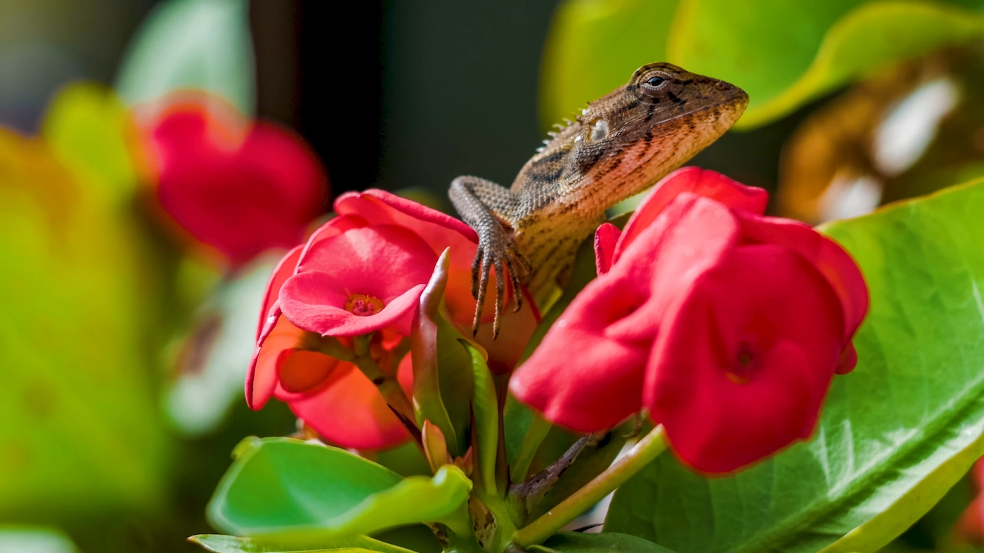 lizard on flowers, danger, poison lizard, lizard skin, wildlife, poisonous, 4k wallpaper, hd photo