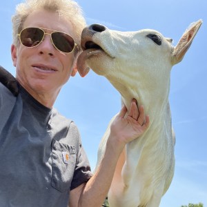 A white cow licks the side of a man's head as he looks forward, wearing sunglasses