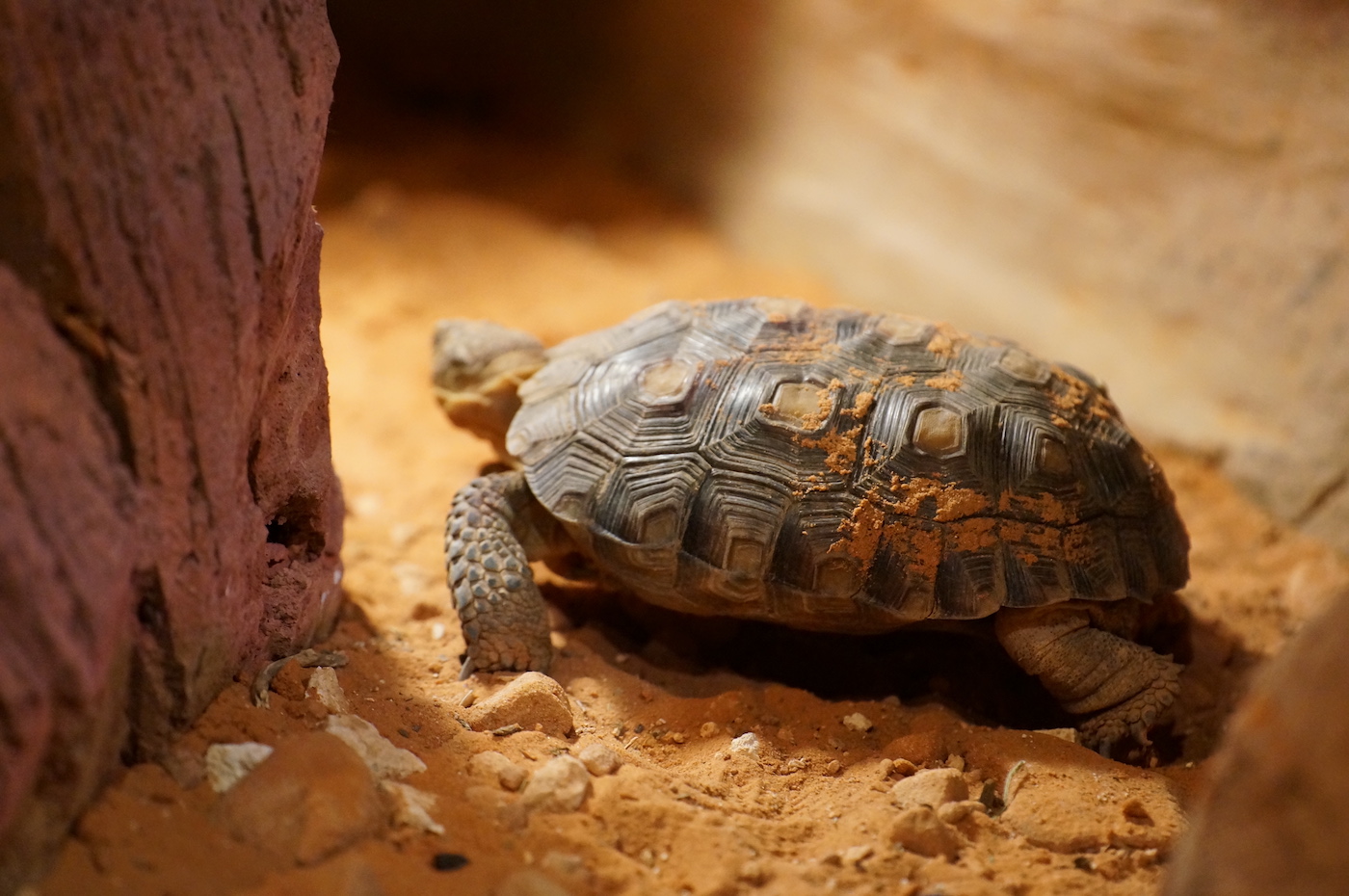 A tortoise crawling on sand