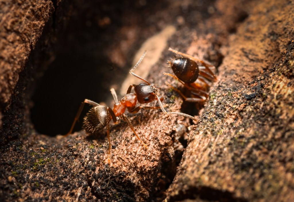 A close up of two brown ants on a dark tree trunk