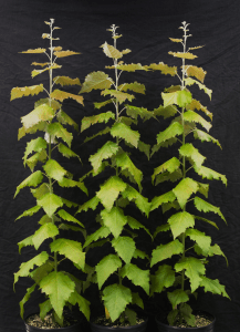 three saplings in a line against a black background