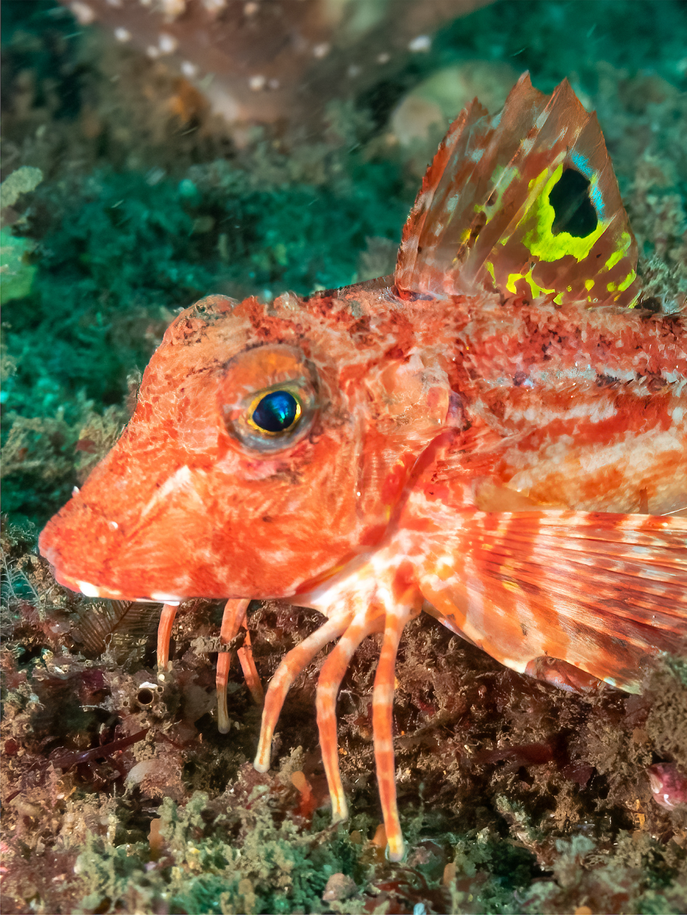 A bright orange fish with finger-like appendages touching the habitat floor.