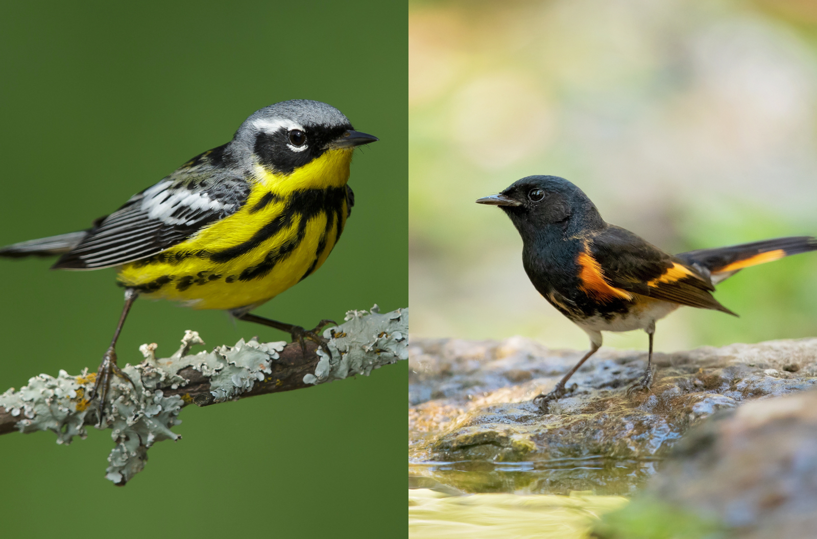 On the left, a small bird with a yellow belly. On the right, another small songbird that's mostly black with an orange stripe along its wing and tail