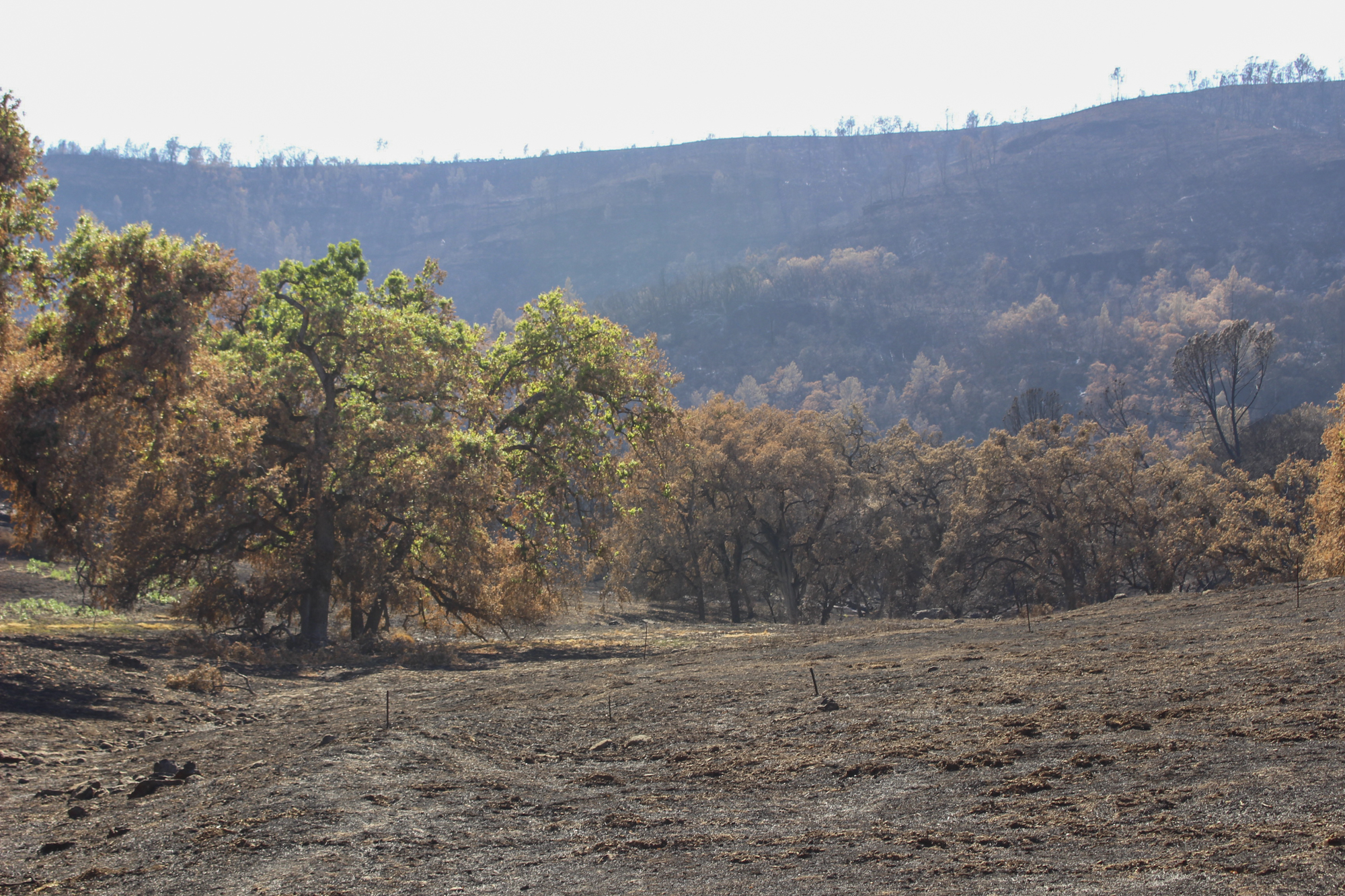 A scorched landscape with trees.