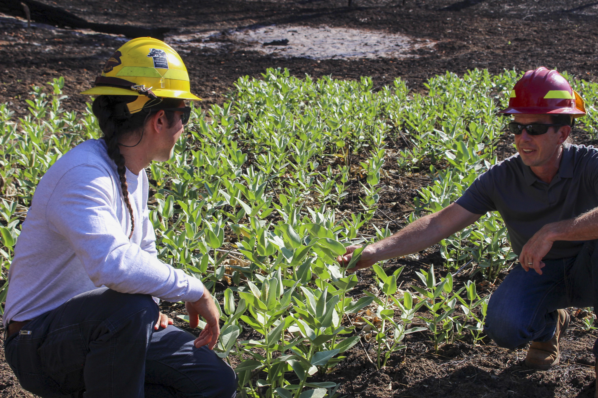 Two people crouching by a bunch of milkweed plants.