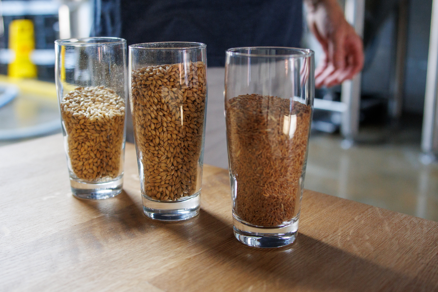 Kernza seeds fill up three glasses lines up on a table.