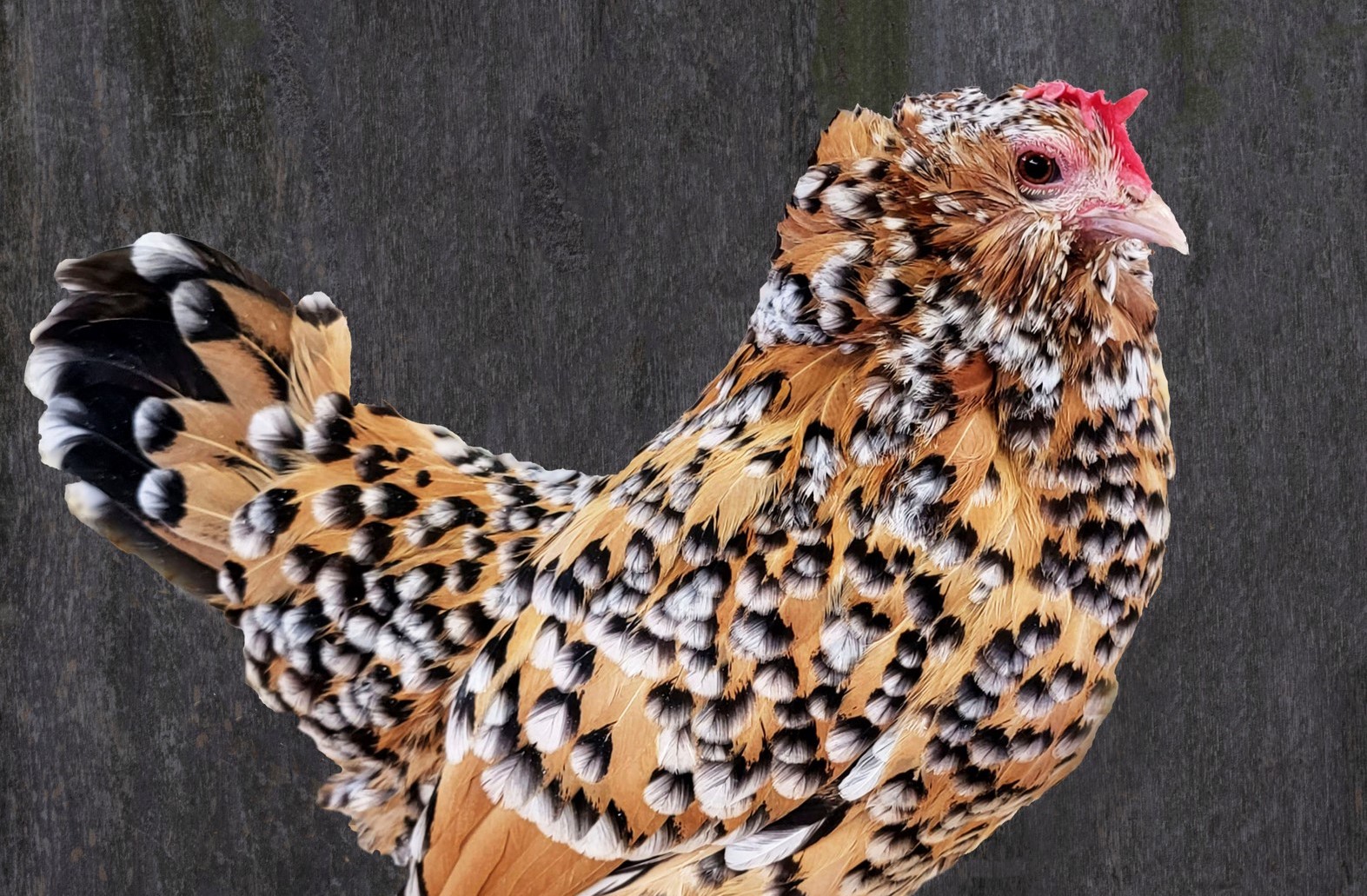 A beautiful brown chicken covered with patches of black and white that gives it an intricate visual look.