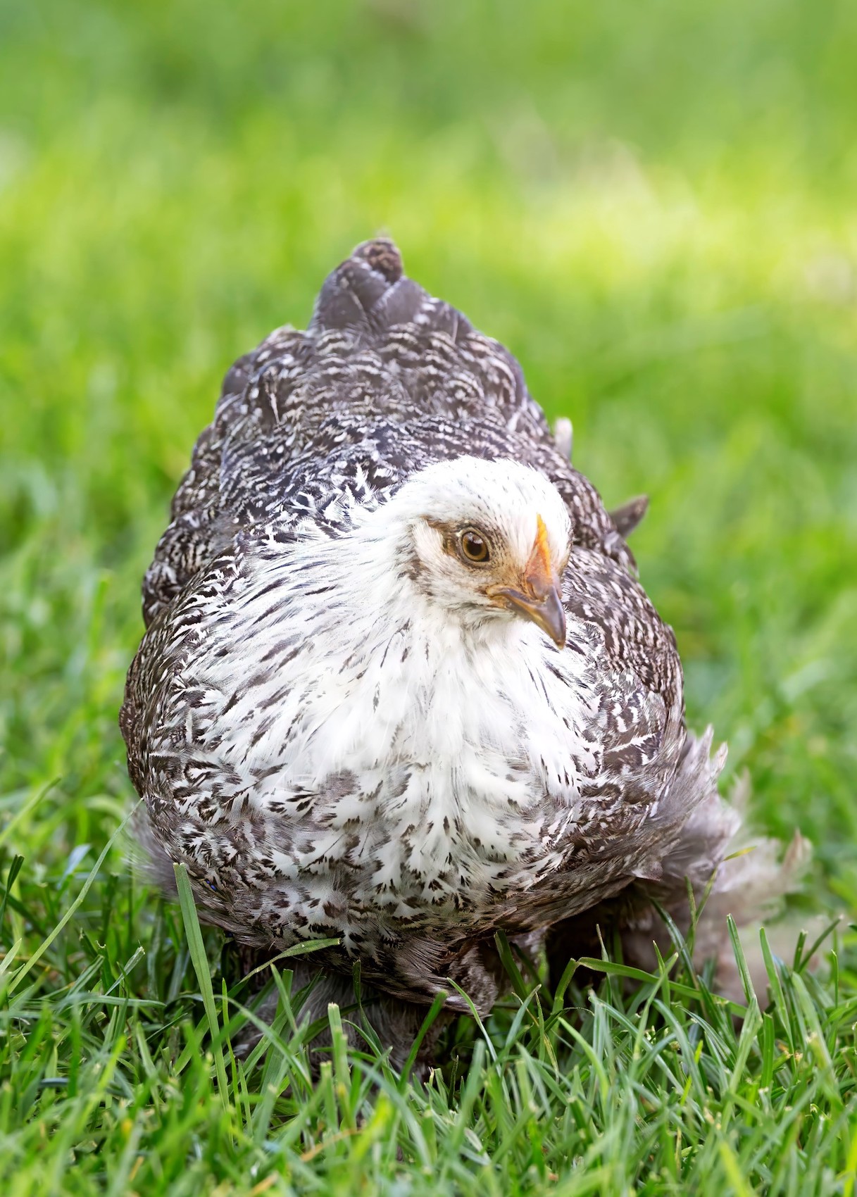 A pretty chicken with a light-colored head and neck, and brown feathers around her body.